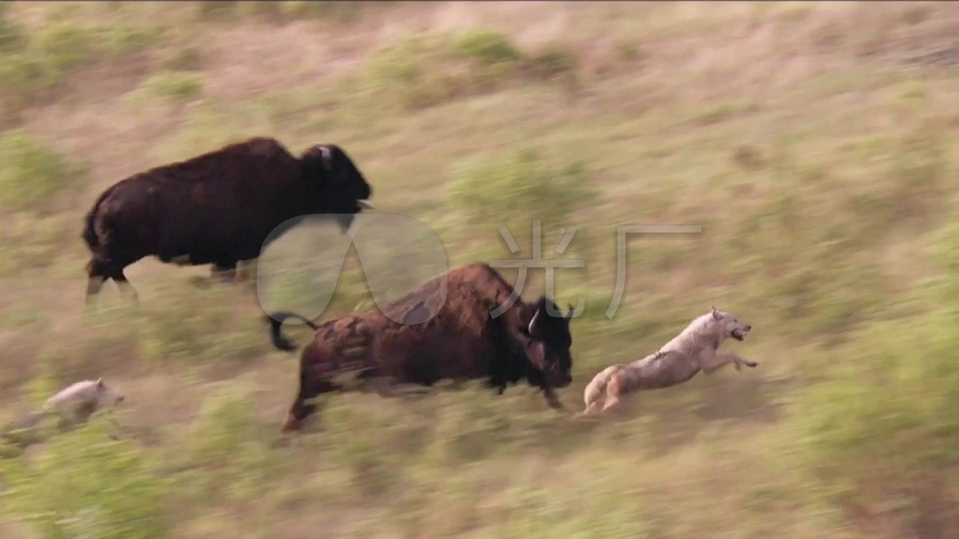 关于狼群资源网在线观看视频的信息