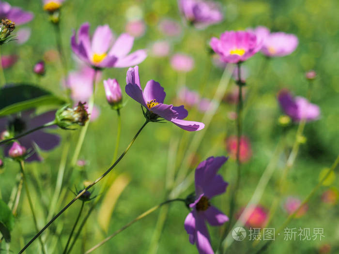 {網上賭場}(野花免费观看日本电影6)