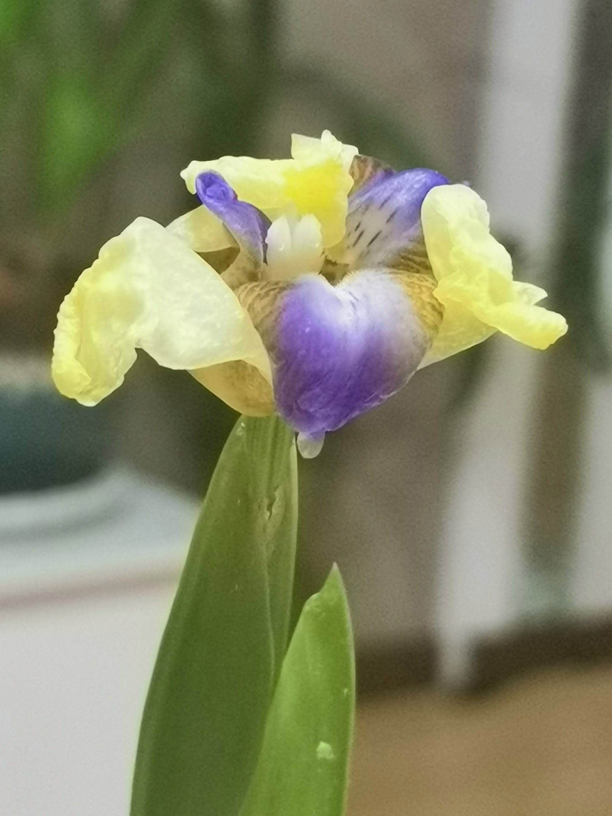 {老虎機}(三月十九日英文)