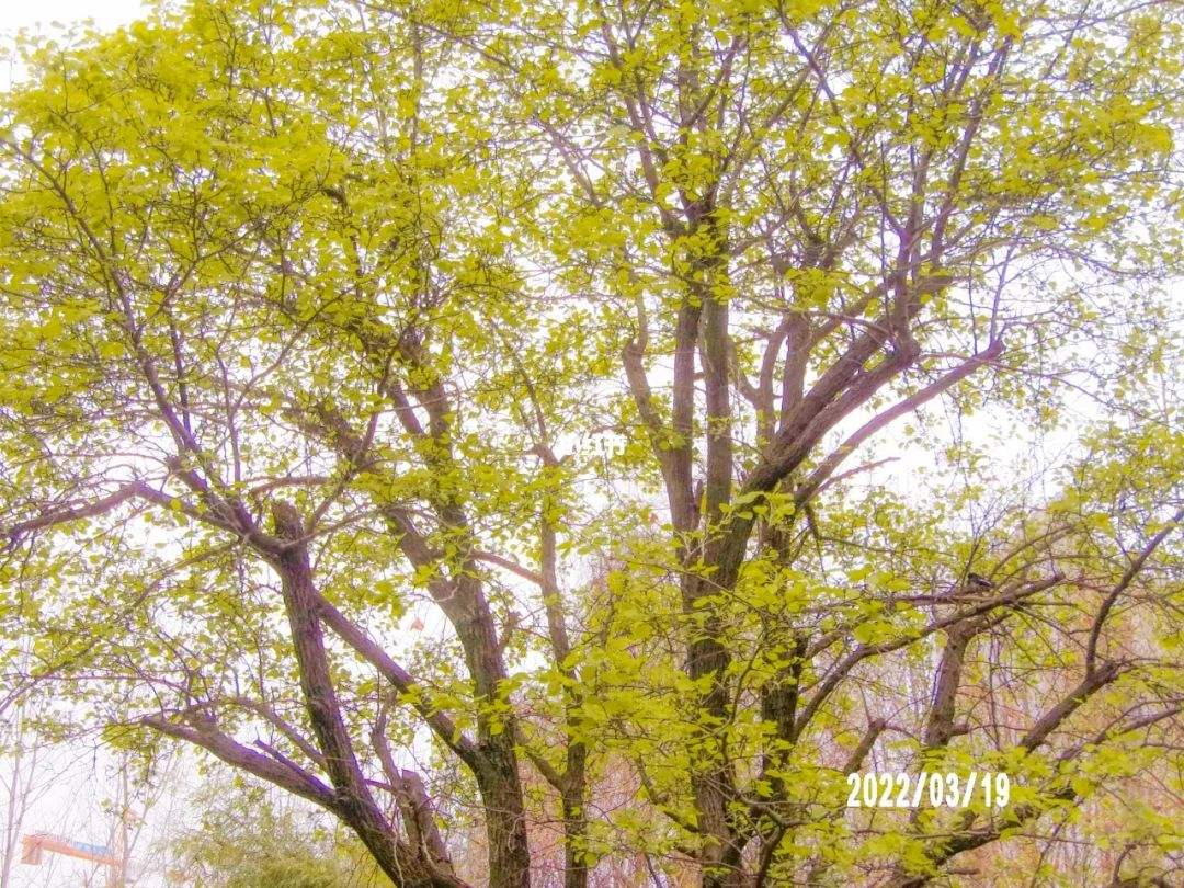 {老虎機}(三月十九日英文)